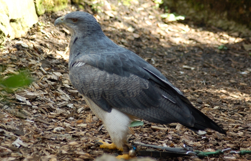 Blaubussard Aguja